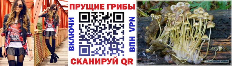 Галлюциногенные грибы Psilocybe  Купить где  Катав-Ивановск 